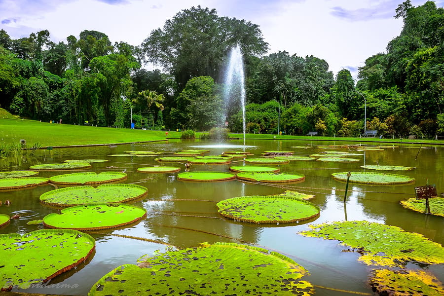 Bogor Botanical Gardens