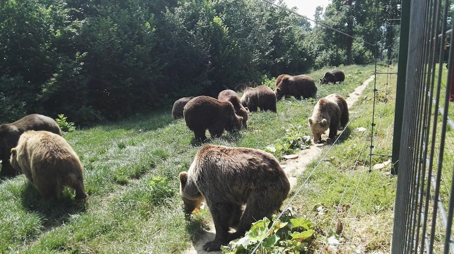 Libearty Bear Sanctuary