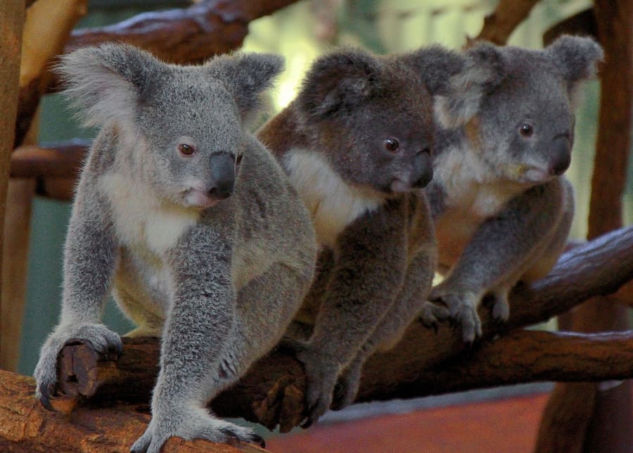Lone Pine Koala Sanctuary