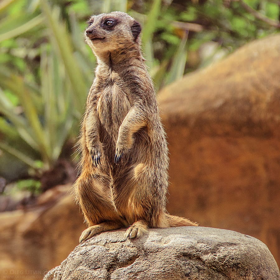 Zoológico de Cali