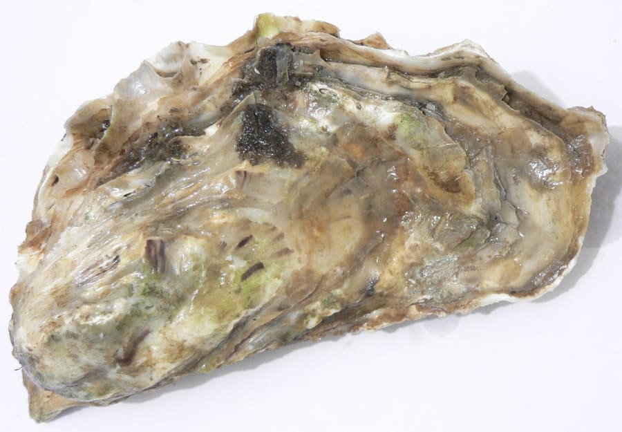 Freshly harvested mussels served direct from the ocean farms of Cocanha.
