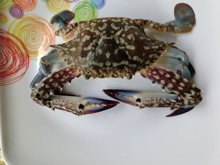 Steamed swimmer crabs served with green chili and garlic dipping sauce.