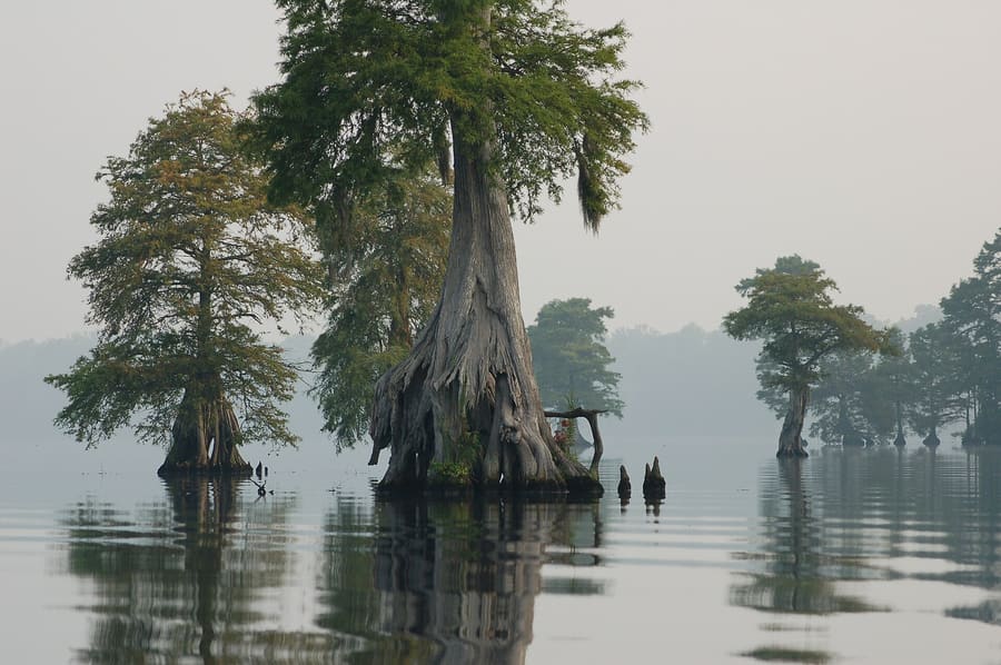 Dismal Swamp Canal Trail