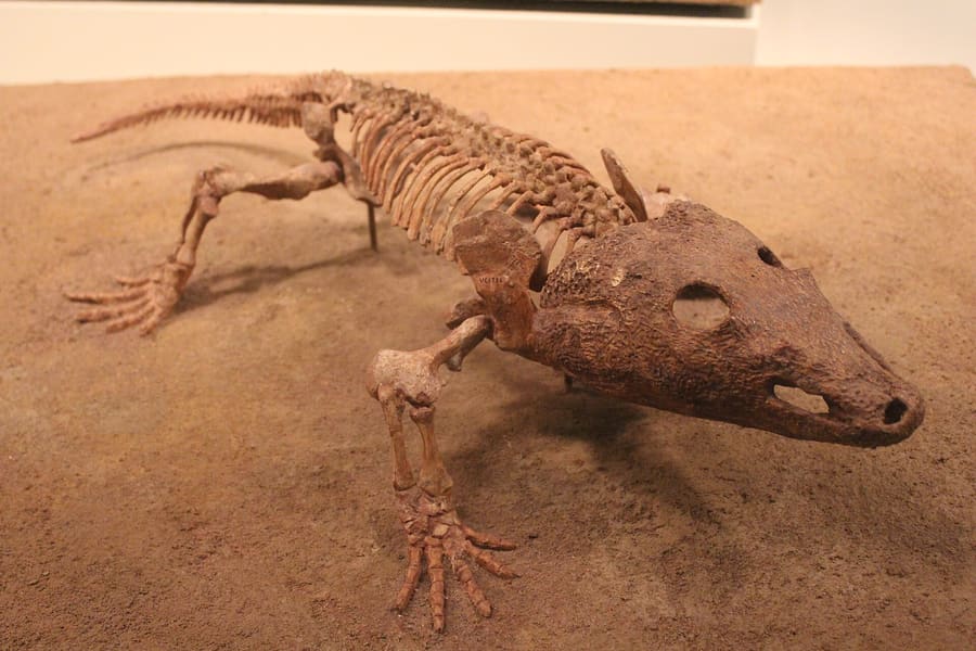 Field Museum