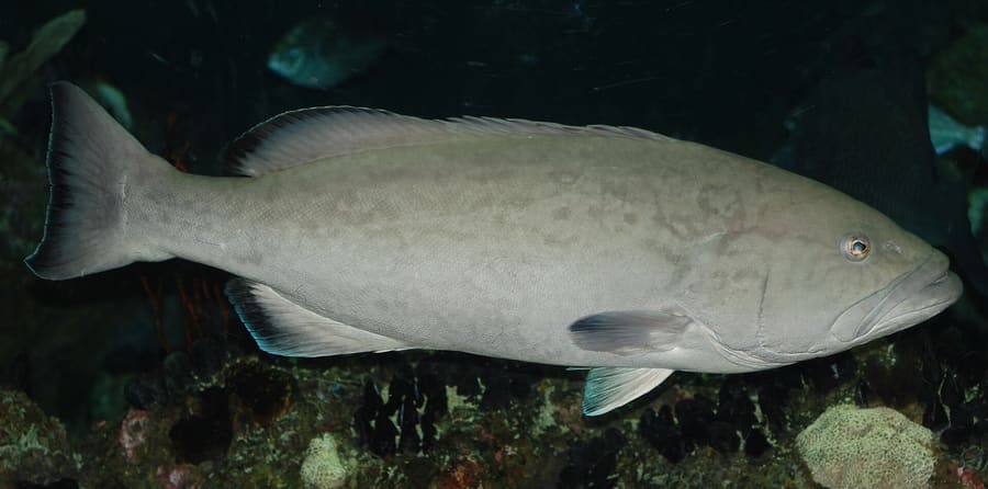 Freshly cooked Gulf grouper sandwich with house seasoning.