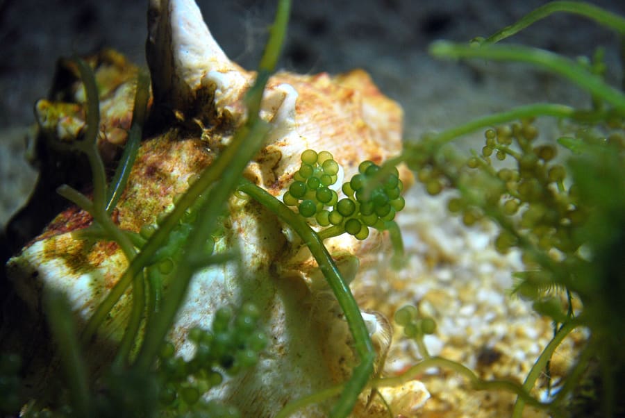 Fresh lato (sea grapes) served raw with chopped onions, tomatoes, and coconut vinegar.