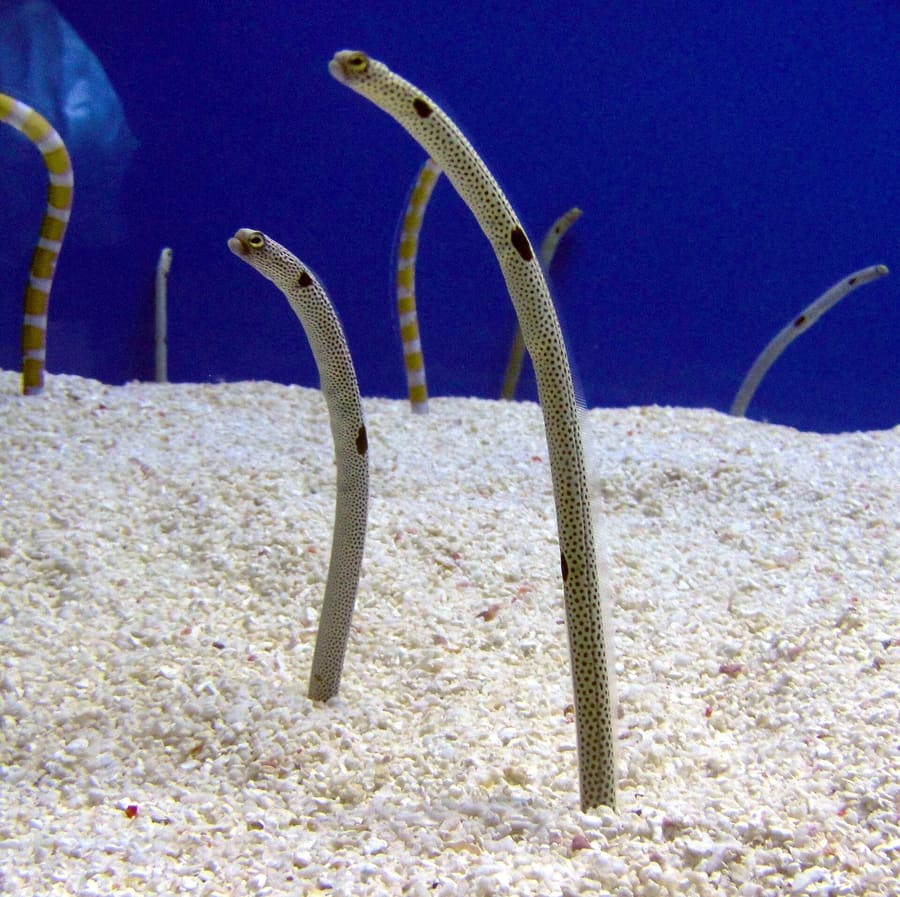 Eel Garden