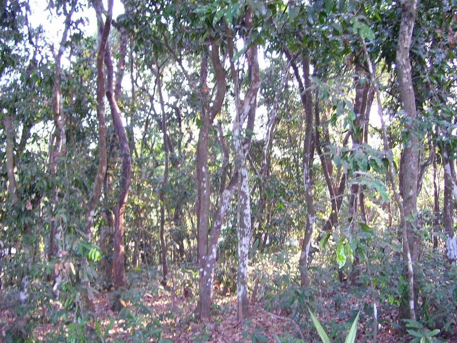 Popham's Arboretum
