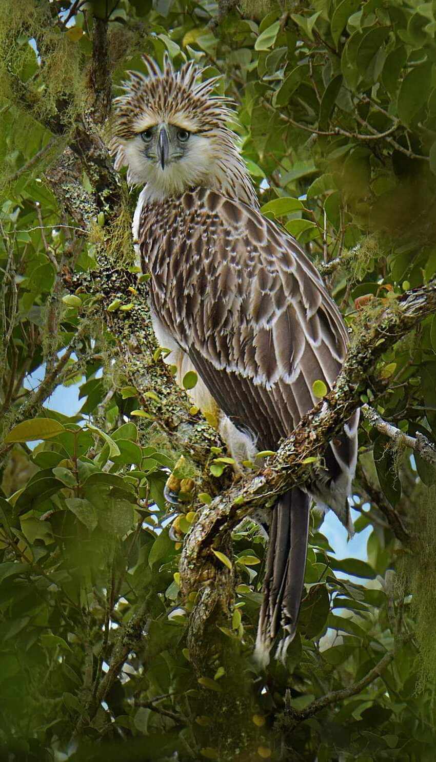 Philippine Eagle Center
