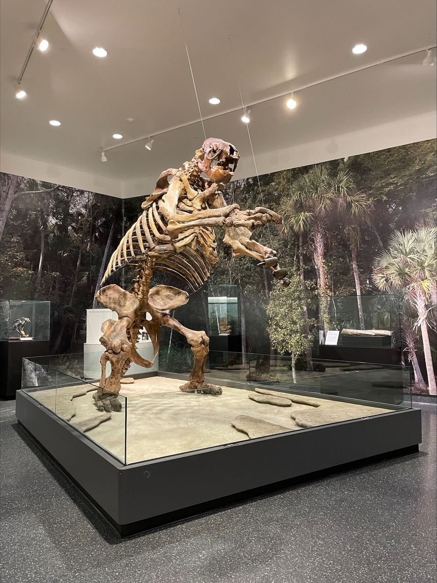 Museum of Arts and Sciences
