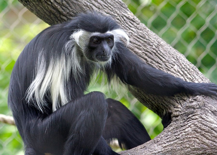 Colobus Conservation