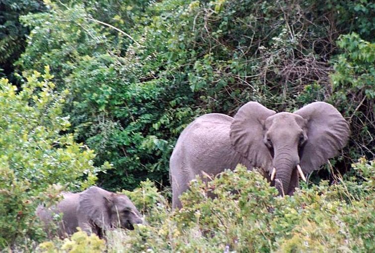 Shimba Hills Reserve