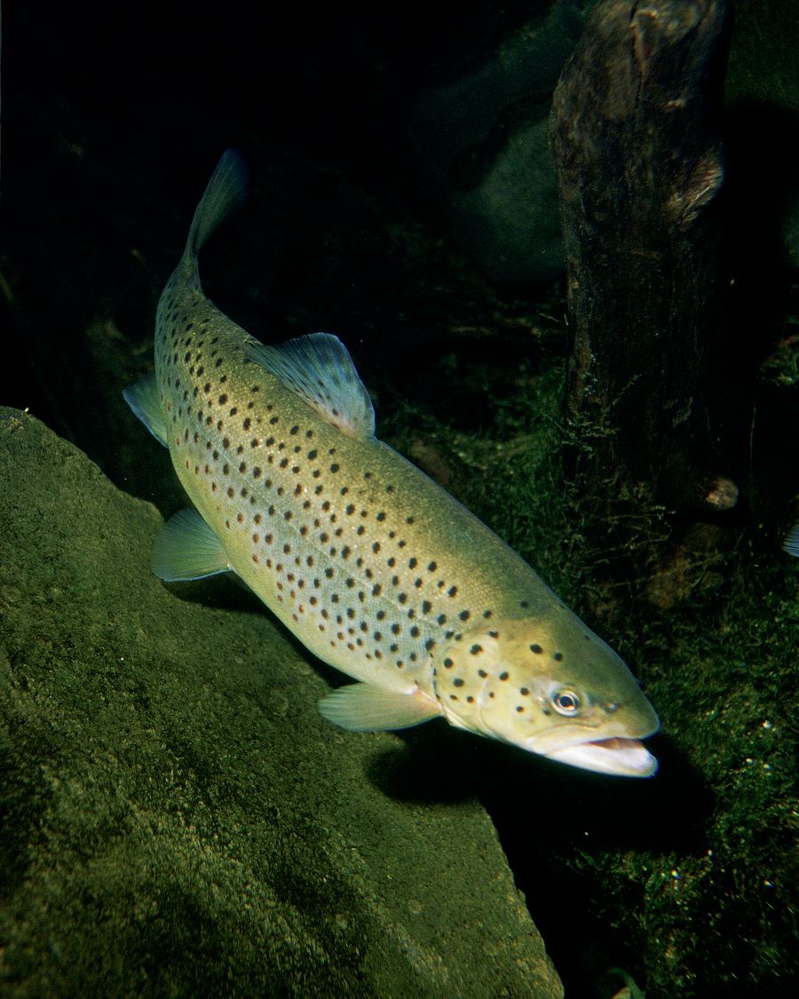 Locally harvested rainbow trout served with seasonal greens.