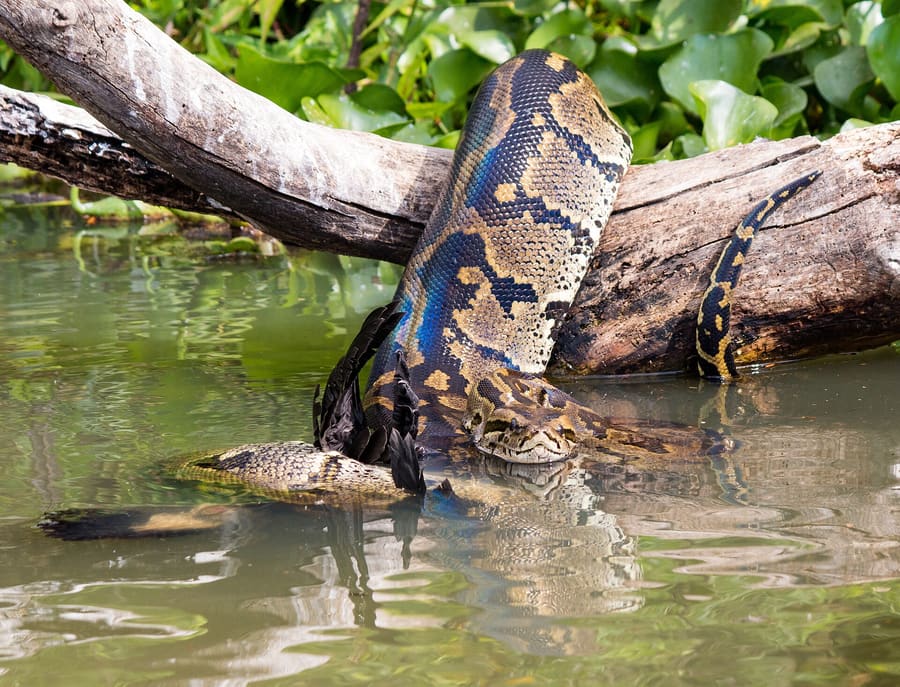 Uganda Reptile Village
