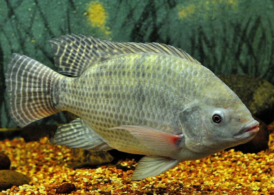 Deep-fried Nile tilapia served whole alongside fresh lime and cassava.