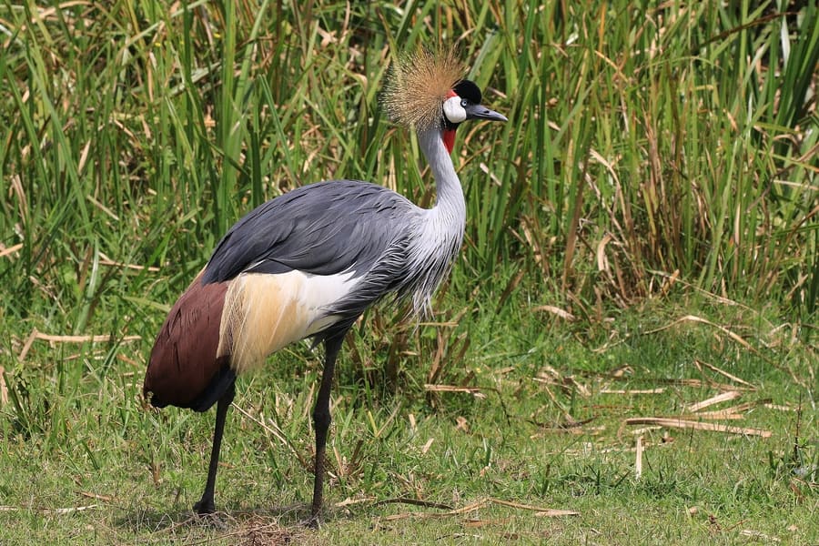 Uganda Wildlife Conservation Education Centre