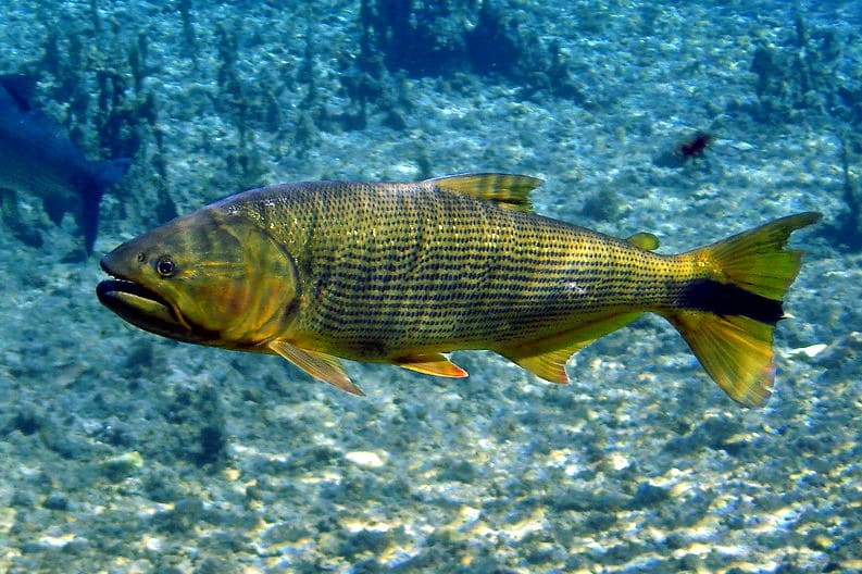 Dourado, a local freshwater fish, served baked at riverfront restaurants.