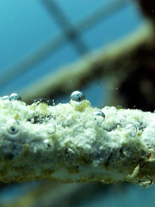 Bio Rock Reefs