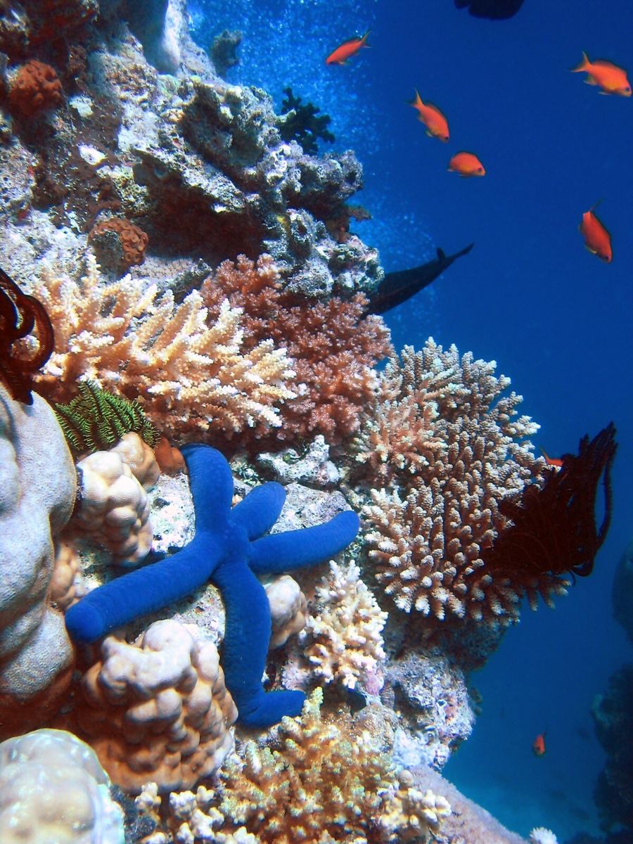 North Coast Reefs