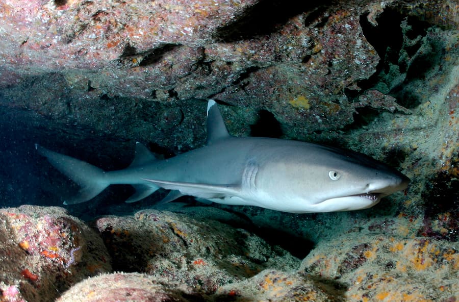 Shark Point