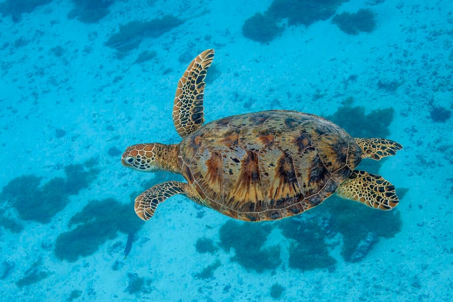 Turtle Point