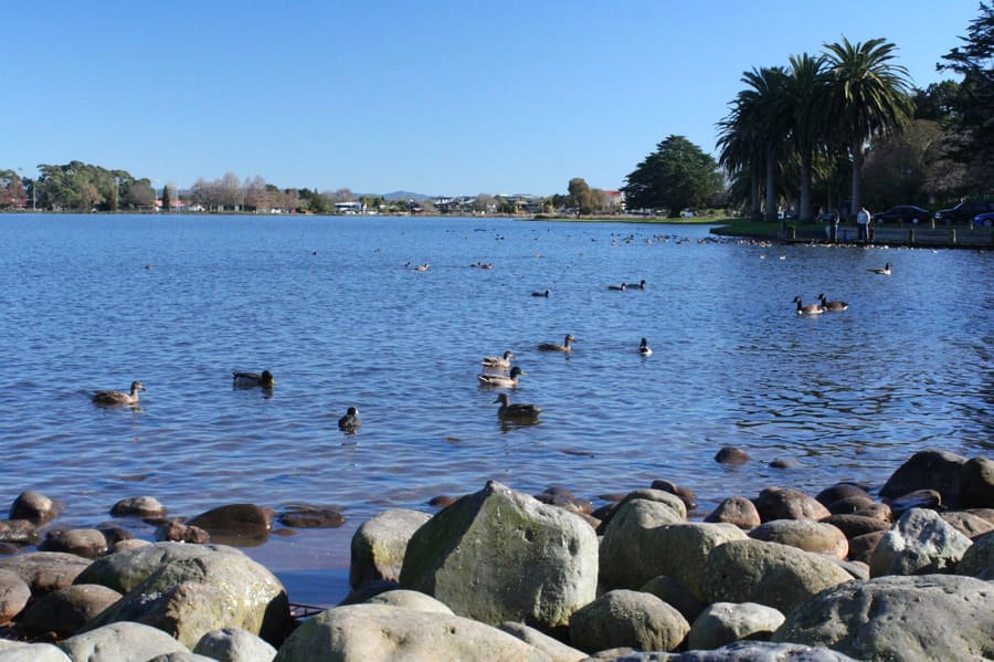Hamilton Lake Domain
