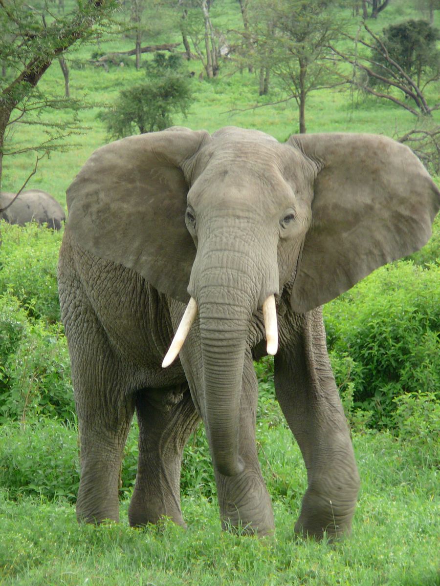 Elephant Sanctuary Hartbeespoort