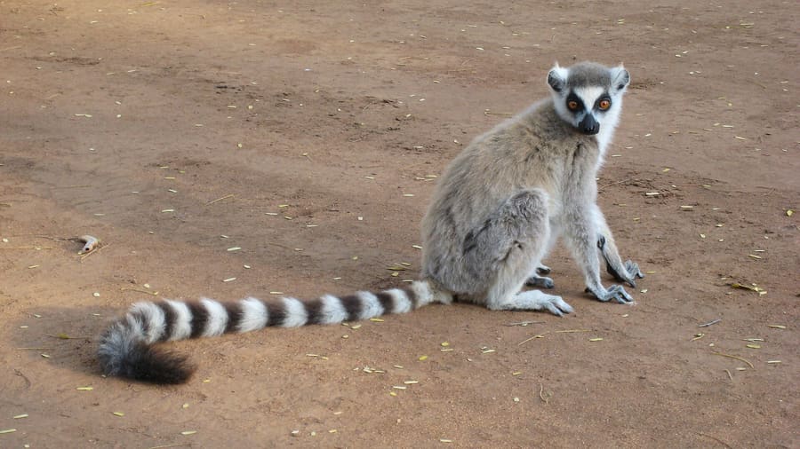 Bushbabies Monkey Sanctuary