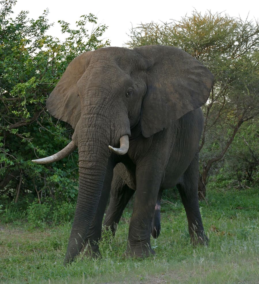 Elephant Whispers