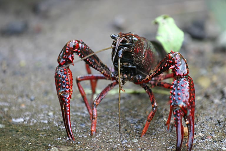 Spicy freshwater crayfish served in garlic broth along Ningguo Road.