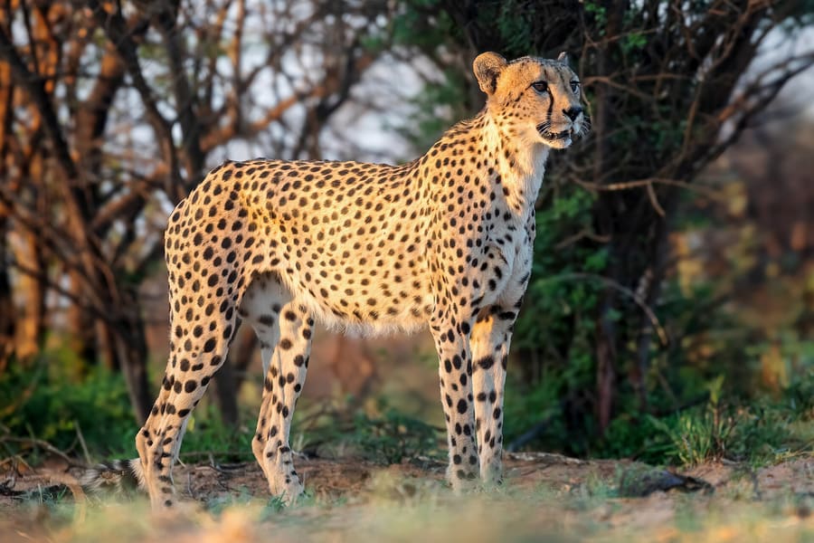 Hoedspruit Endangered Species Centre