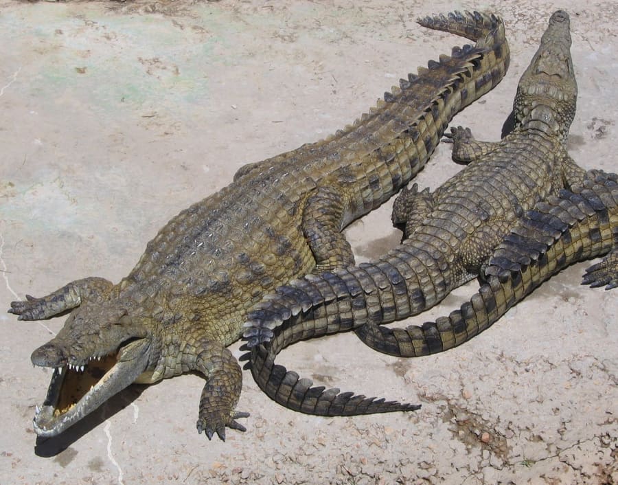 Khamai Reptile Centre