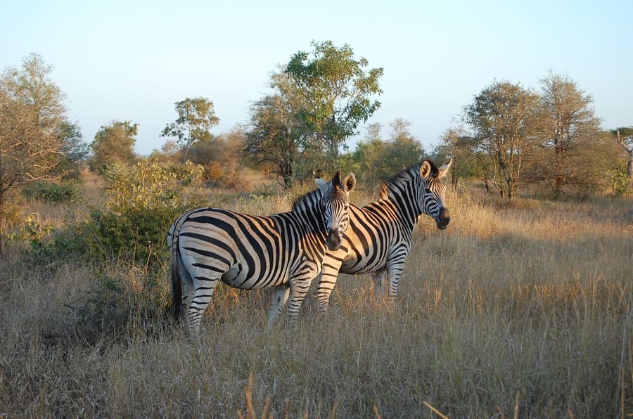 Hoedspruit