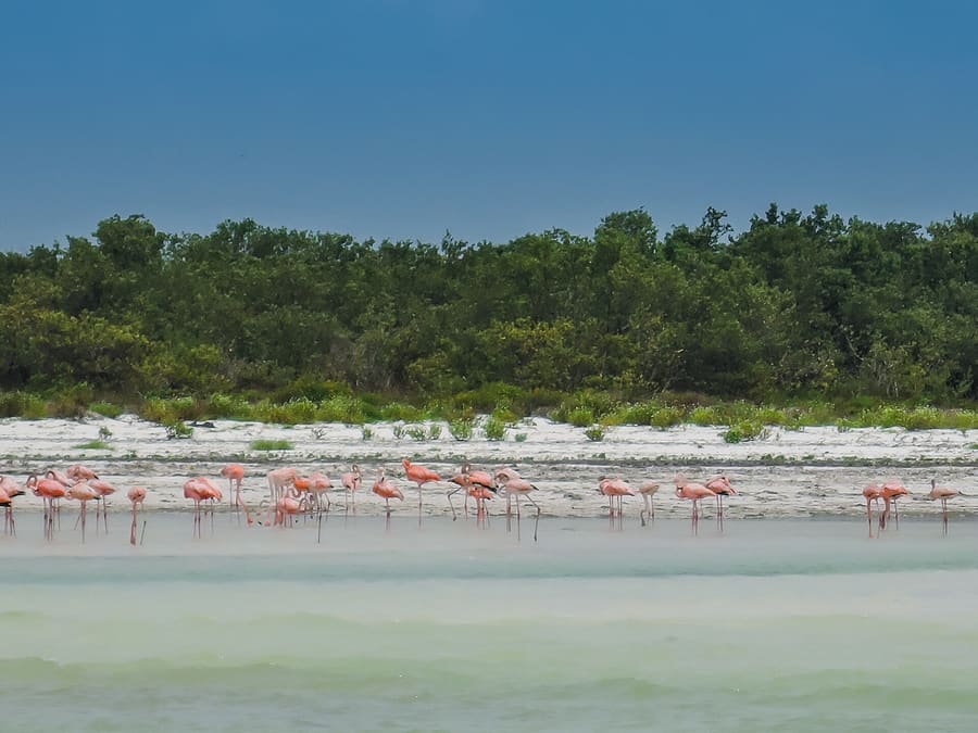 Punta Mosquito