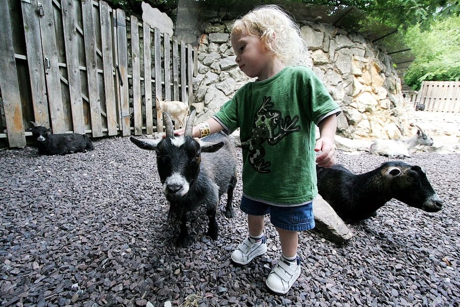 Old MacDonald's Farm