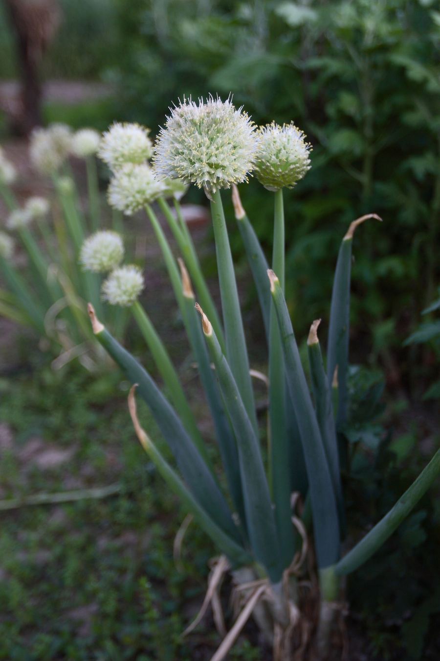 Sanxing scallions are prized for their thick white stems and sweet, tender flavor.