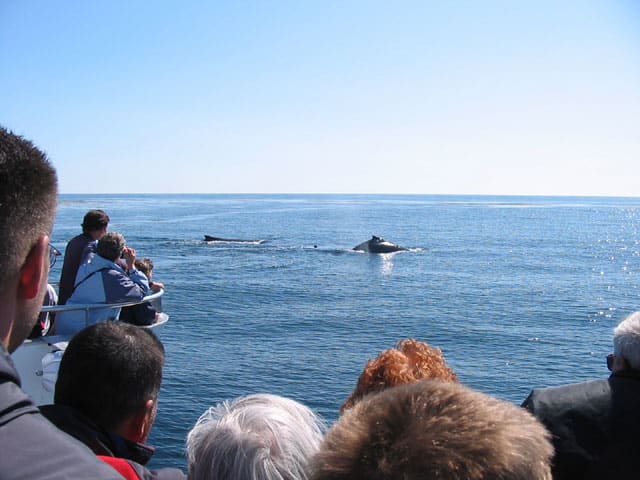 Whale Watch Kaikoura