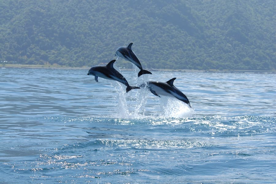 Kaikoura