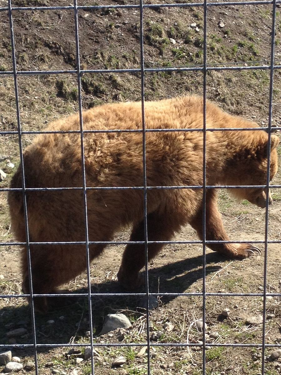 BC Wildlife Park
