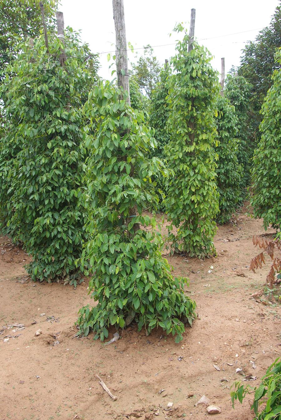 Kampot Pepper Plantation