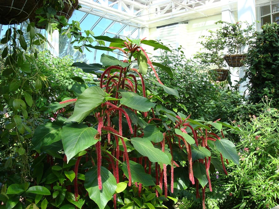 Key West Butterfly Conservatory
