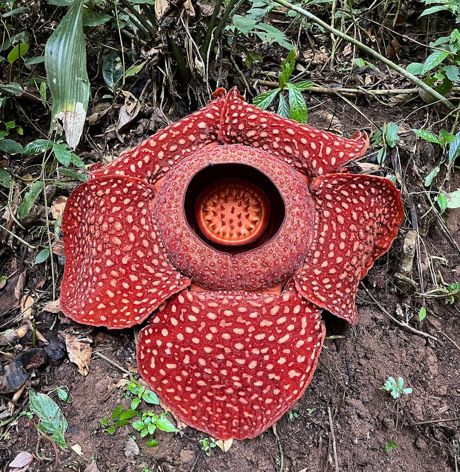 Rafflesia Trail