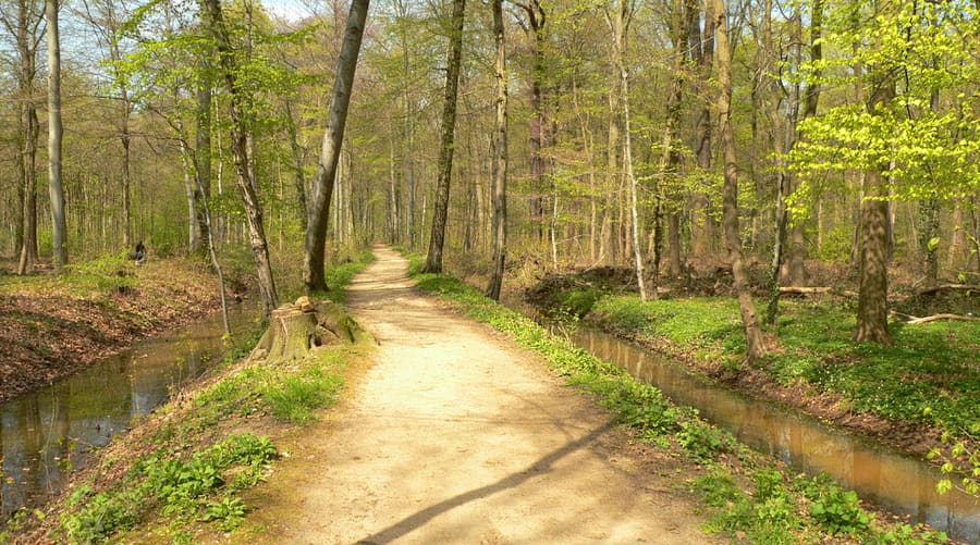 Stadtwald Forest