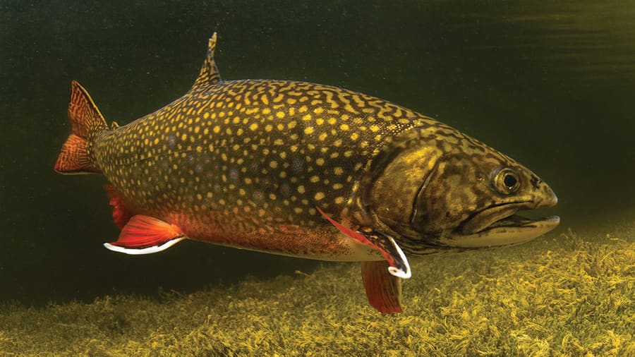 Pan-seared lake trout served at traditional Adirondack eateries.
