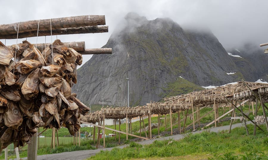 Cod drying on traditional wooden racks along the Lofoten shoreline.