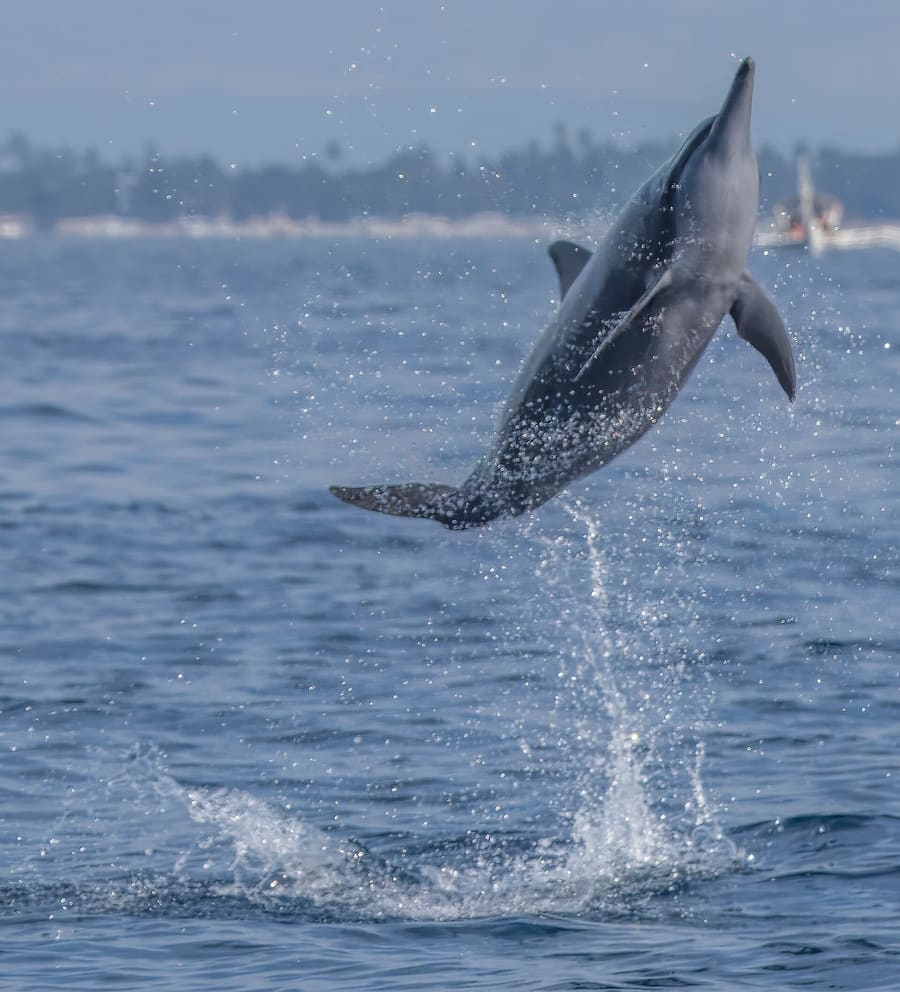 Dawn Dolphin Watching