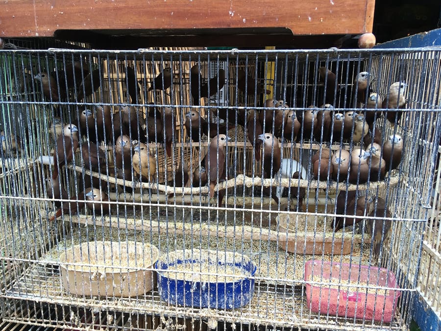 Pasar Splendid