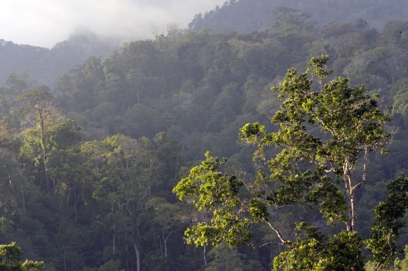 Tangkoko Nature Reserve