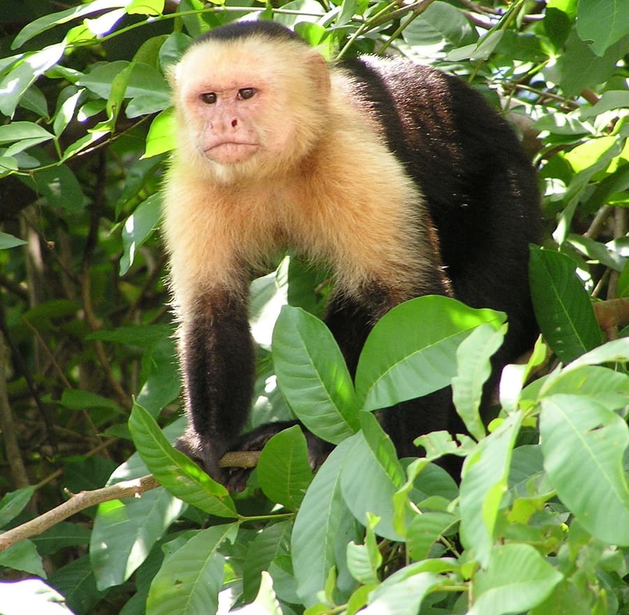 Manuel Antonio