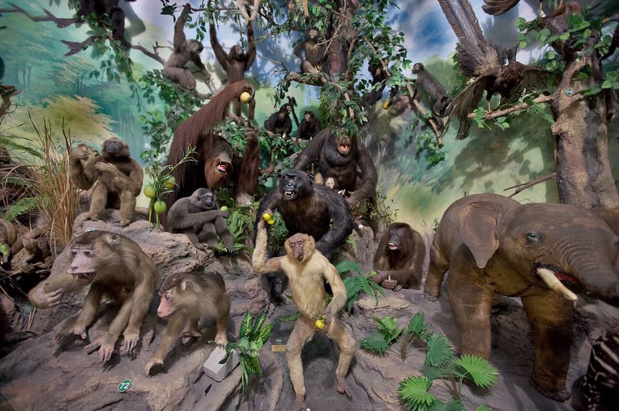 Rahmat Wildlife Museum